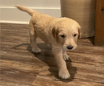 Small Photo #12 Goldendoodle Puppy For Sale in BIRCHWOOD, TN, USA