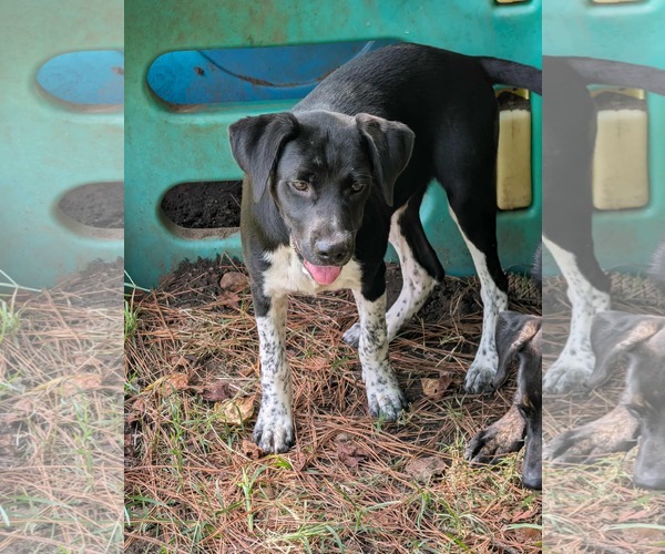 Medium Photo #3 Mountain Cur-Unknown Mix Puppy For Sale in Anniston, AL, USA