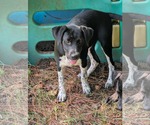 Small #2 Mountain Cur Mix