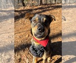 Small #1 Mutt