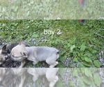 Small #2 French Bulldog