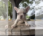 Small #1 French Bulldog