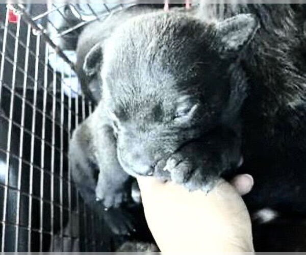 Medium Photo #2 Staffordshire Bull Terrier Puppy For Sale in Houston, TX, USA