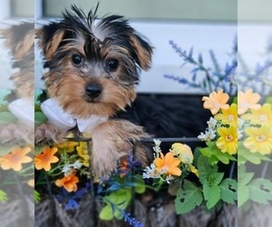 Yorkshire Terrier Puppy for sale in INDIANAPOLIS, IN, USA