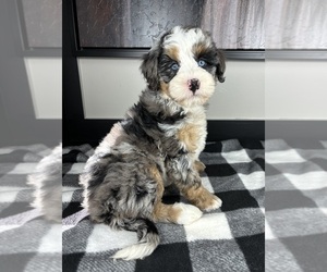 Miniature Bernedoodle Puppy for sale in FRANKLIN, IN, USA