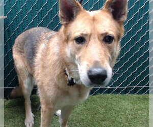 German Shepherd Dog Dogs for adoption in Downey, CA, USA