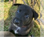 Puppy Orange collar Dutch Shepherd Dog