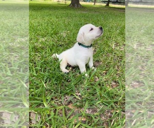 Labrador Retriever Puppy for sale in LOVELADY, TX, USA