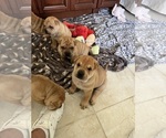 Small #14 Chinese Shar-Pei