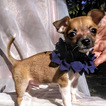 Small Photo #2 Chihuahua Puppy For Sale in MOUNT DORA, FL, USA