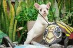 Small Photo #4 French Bulldog Puppy For Sale in CUTLER BAY, FL, USA