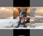 Small Photo #1 French Bulldog Puppy For Sale in BIDDEFORD, ME, USA