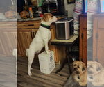 Small #7 Boxer Mix