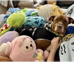 Small #25 American Pit Bull Terrier Mix