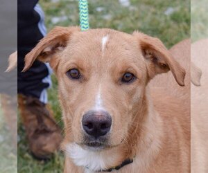 Border Collie-Unknown Mix Dogs for adoption in Huntley, IL, USA