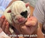 Small Photo #23 Olde English Bulldogge Puppy For Sale in ALDEN, MN, USA
