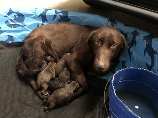 Mother of the Labradoodle puppies born on 02/12/2019