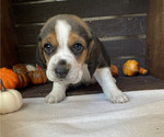 Small Photo #2 Beagle Puppy For Sale in HOUSTON, TX, USA