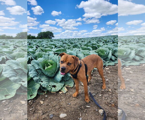 Medium Photo #1 Black Mouth Cur-Unknown Mix Puppy For Sale in Batavia, NY, USA