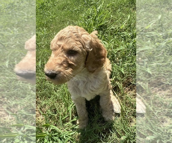 Medium Photo #3 Goldendoodle Puppy For Sale in EDMOND, OK, USA
