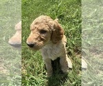 Small #2 Goldendoodle