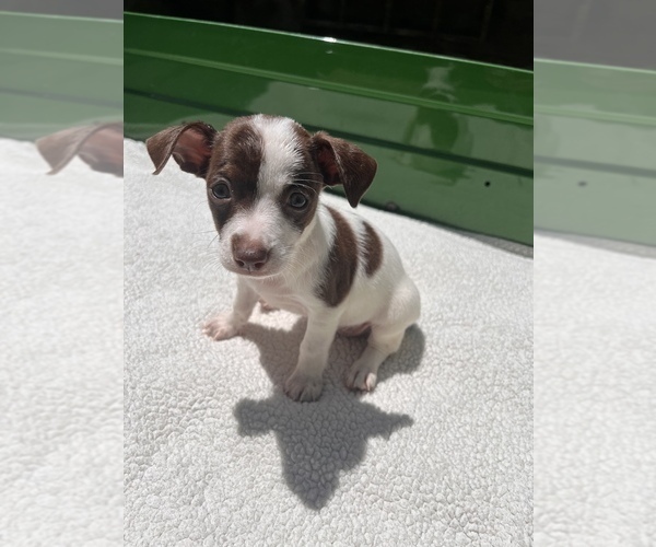Medium Photo #14 Jack Chi Puppy For Sale in SAINT AUGUSTINE, FL, USA