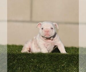 English Bulldog Puppy for sale in ATHERTON, CA, USA