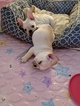 Small Photo #14 French Bulldog Puppy For Sale in GARNER, NC, USA