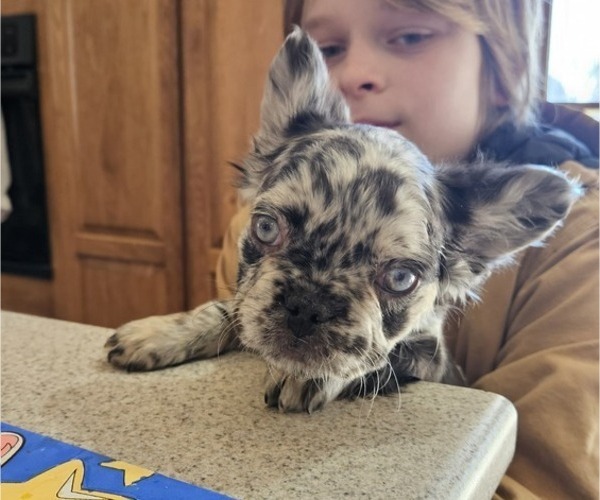 Medium Photo #1 French Bulldog Puppy For Sale in EDGERTON, WI, USA