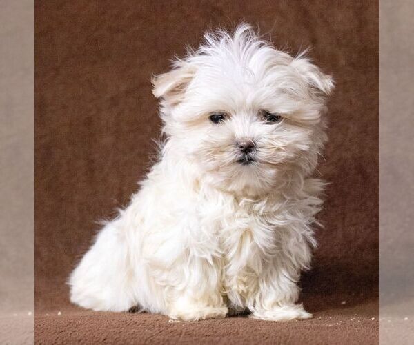 Medium Photo #2 Maltese Puppy For Sale in READING, PA, USA