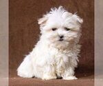 Small Photo #2 Maltese Puppy For Sale in READING, PA, USA