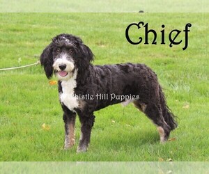 Father of the Miniature Bernedoodle puppies born on 07/02/2025