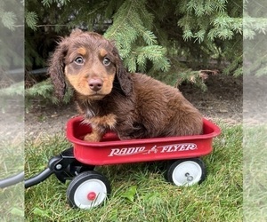 Dachshund Puppy for sale in MIDDLEBURY, IN, USA