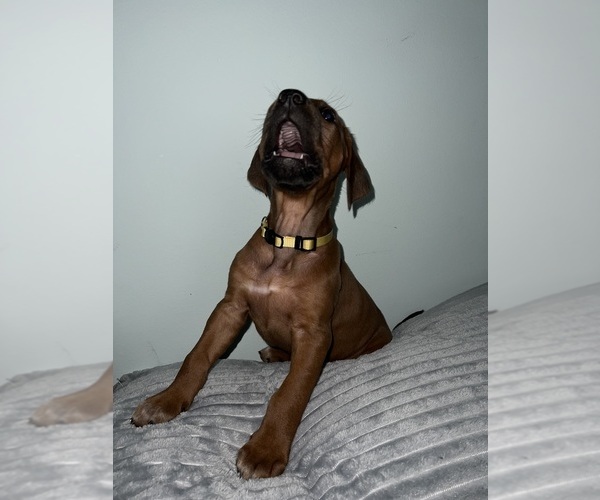Medium Photo #11 Rhodesian Ridgeback Puppy For Sale in MURFREESBORO, TN, USA