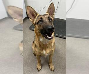 German Shepherd Dog Dogs for adoption in HESPERIA, CA, USA
