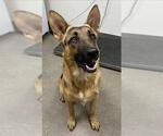 BANJO - Male German Shepherd Dog Dog for Adoption - Small photo