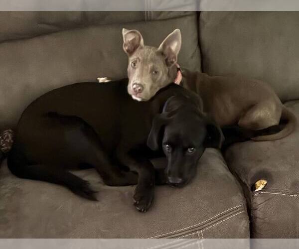 Medium Photo #4 Labrador Retriever-Unknown Mix Puppy For Sale in Lakewood, CO, USA