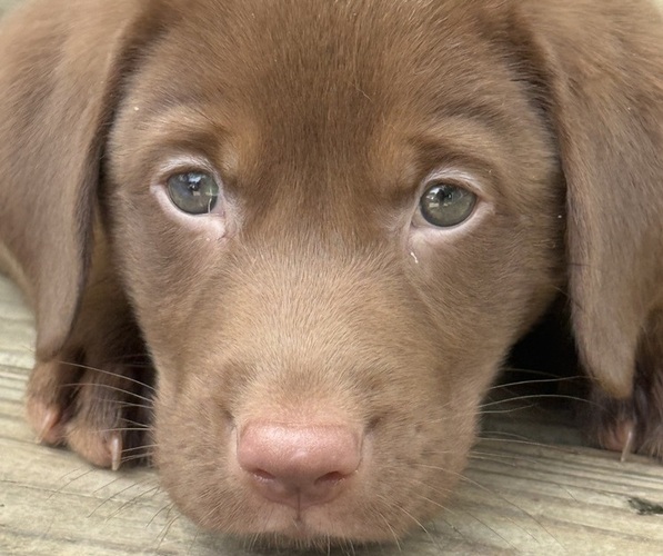 Medium Photo #10 Labrador Retriever Puppy For Sale in SPOTSYLVANIA, VA, USA