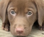 Small #9 Labrador Retriever