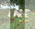 Small #1 Shih Tzu