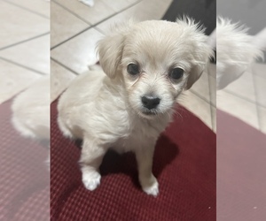 Chihuahua Puppy for sale in PERRIS, CA, USA