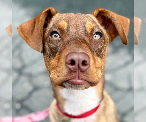 Medium Photo #25 Mutt Puppy For Sale in Canton, CT, USA