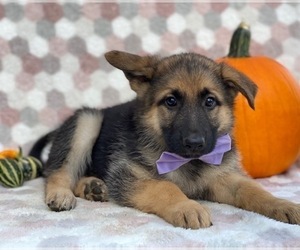 German Shepherd Dog Puppy for sale in LANCASTER, PA, USA
