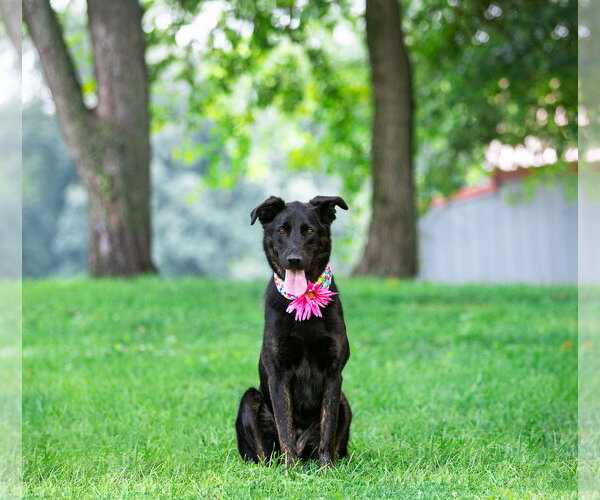 Medium Photo #3 German Shepherd Dog-Unknown Mix Puppy For Sale in Unionville, PA, USA