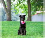 Small #2 German Shepherd Dog Mix