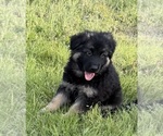 Small #6 German Shepherd Dog