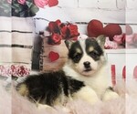 Small #2 Pembroke Welsh Corgi