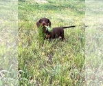 Small Photo #3 Dachshund Puppy For Sale in HUDSON, CO, USA
