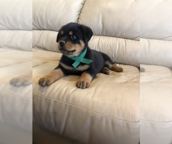Medium Photo #15 Rottweiler Puppy For Sale in BRIGHTON, CO, USA