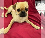 Small #1 Pug Mix